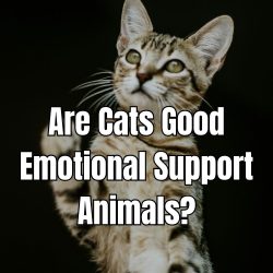 Are cats good emotional support animals? Discover how these intuitive companions can provide comfort and emotional stability.
