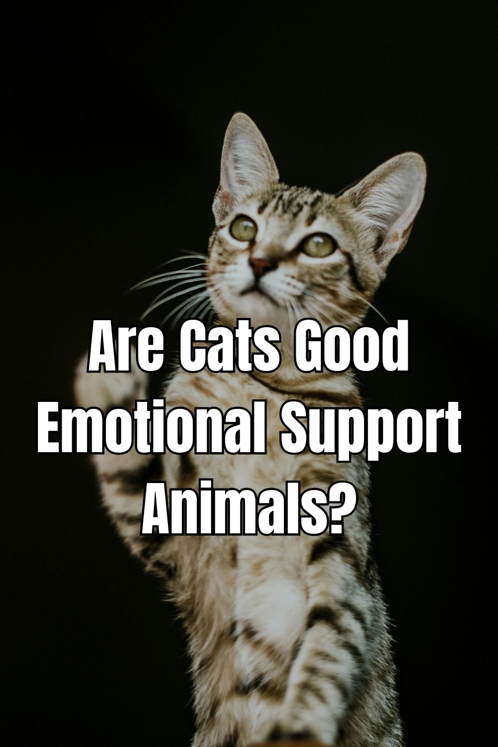 Are cats good emotional support animals? Discover how these intuitive companions can provide comfort and emotional stability.
