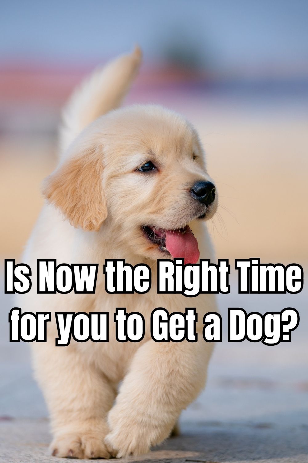 Is Now the Right Time for you to Get a Dog