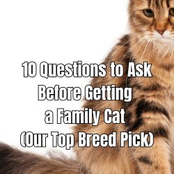 Before adopting a family cat, explore these 10 questions to ask to ensure the best fit for your home and lifestyle.