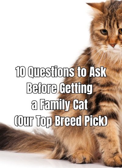 Before adopting a family cat, explore these 10 questions to ask to ensure the best fit for your home and lifestyle.