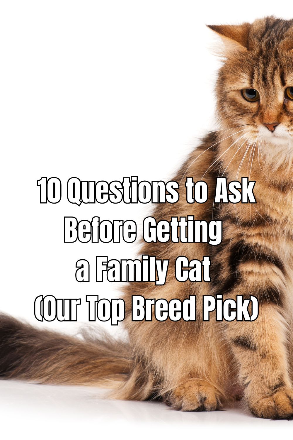 Before adopting a family cat, explore these 10 questions to ask to ensure the best fit for your home and lifestyle.