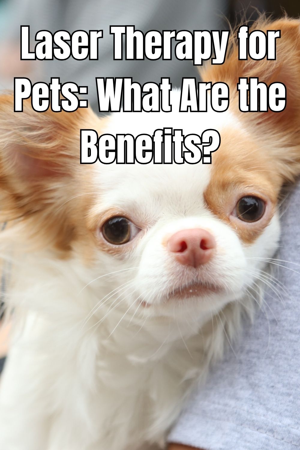 Laser Therapy for Pets What Are the Benefits (1)