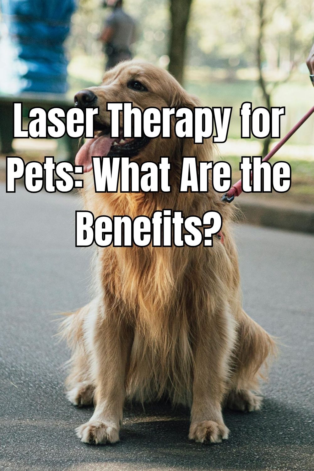 Laser Therapy for Pets What Are the Benefits