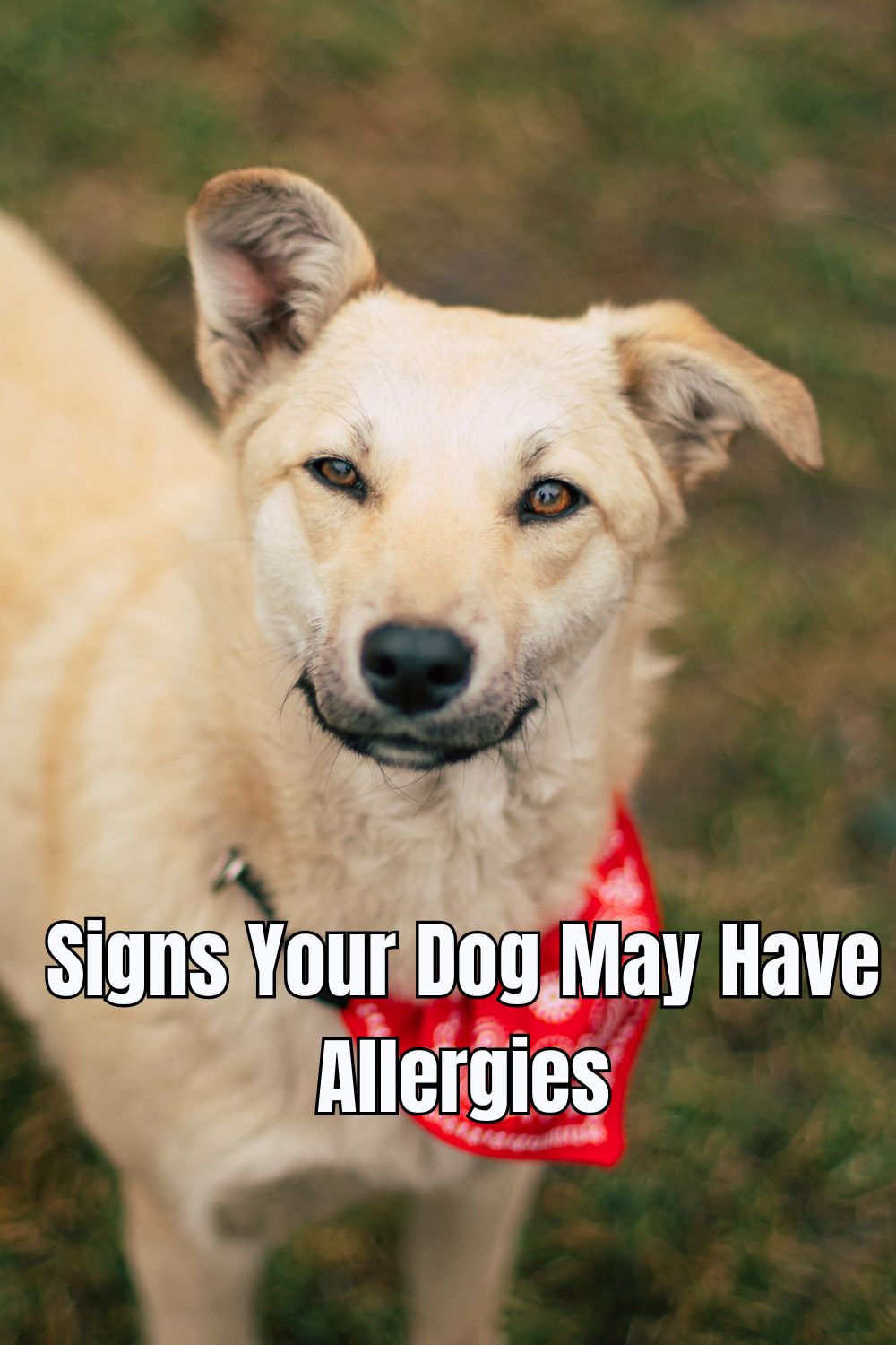 Signs Your Dog May Have Allergies