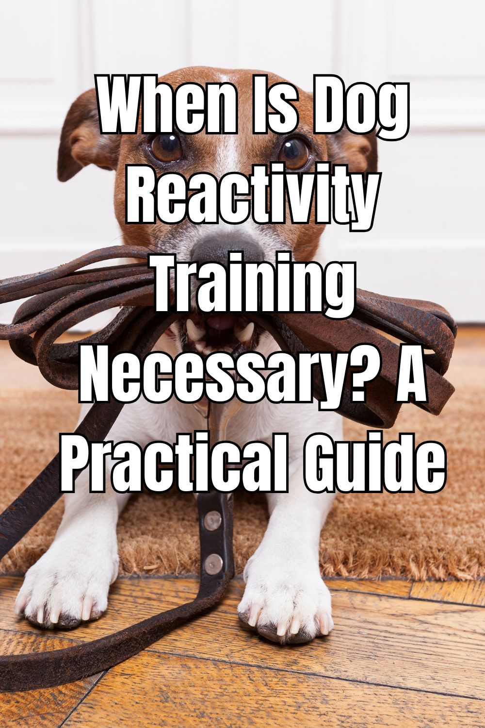 When Is Dog Reactivity Training Necessary? A Practical Guide