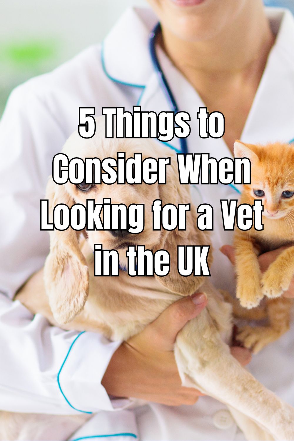 5 Things to Consider When Looking for a Vet in the UK