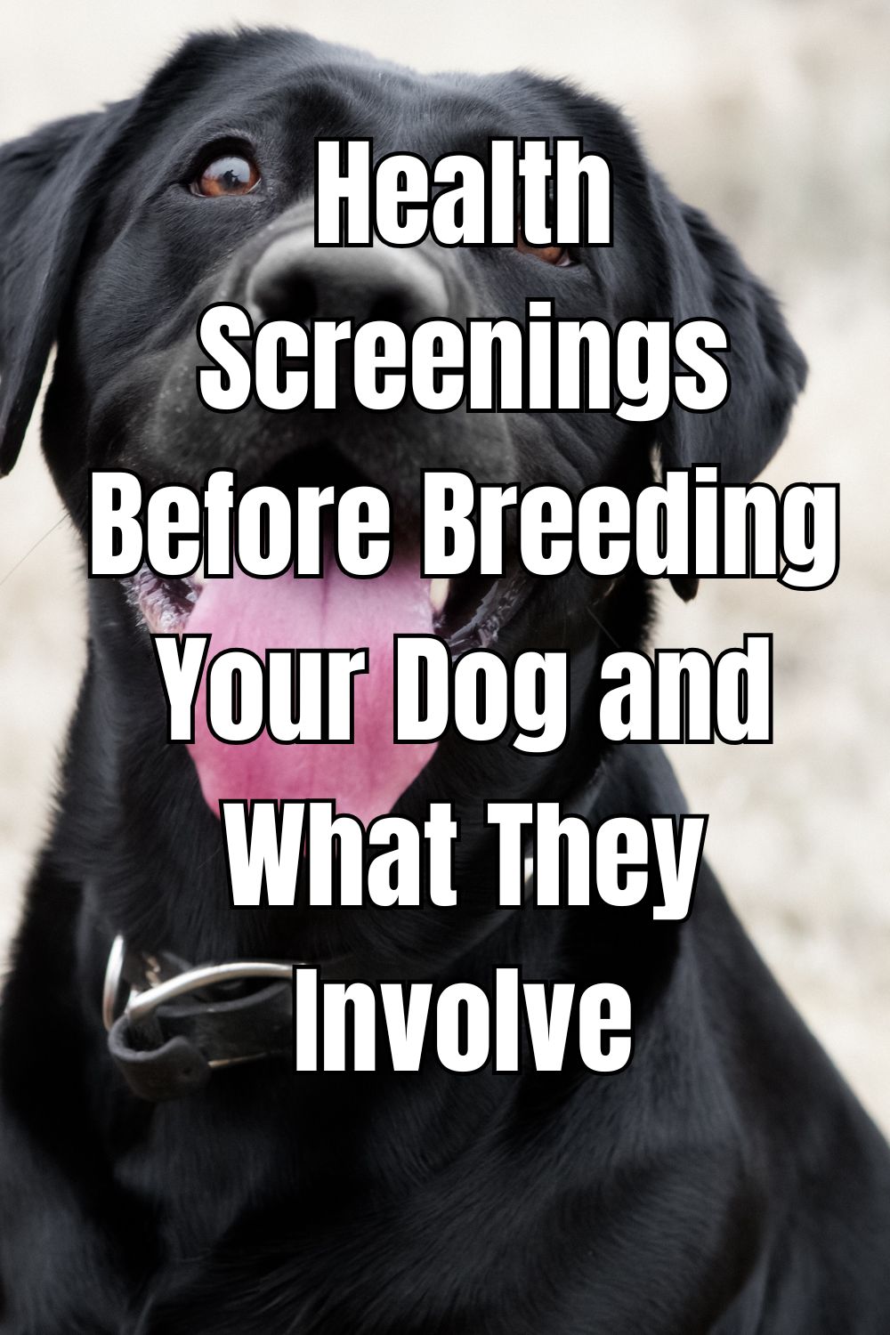 Health Screenings Before Breeding Your Dog and What They Involve