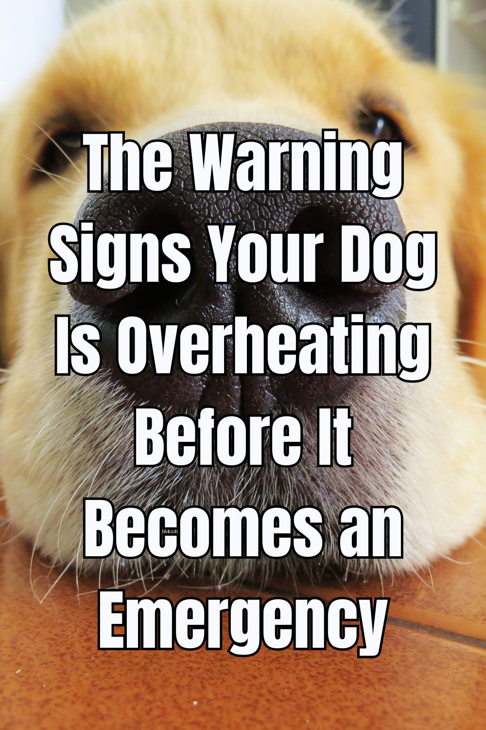 The Warning Signs Your Dog Is Overheating Before It Becomes an Emergency